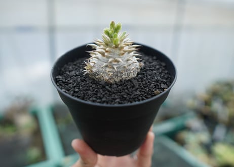 パキポディウム　恵比寿大黒　Pachypodium Densicaule　No.10