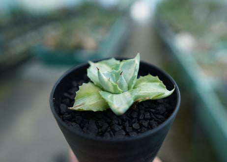 アガベ　王妃雷神錦　Agave　“Ohi Raijin Nishiki ”　No.2