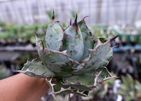 Agave titanota Agave B&B S No.2