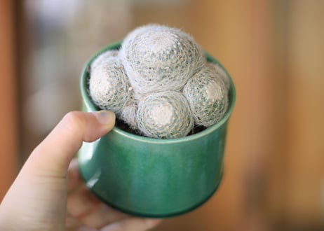 マミラリア　 Mammillaria