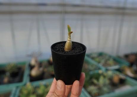 アデニウム　Adenium  No.2