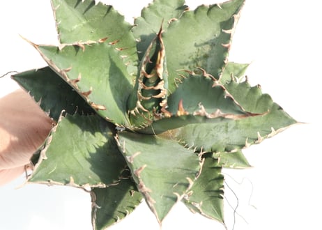 Agave titanota FO-76 compacta dwarf  no.2