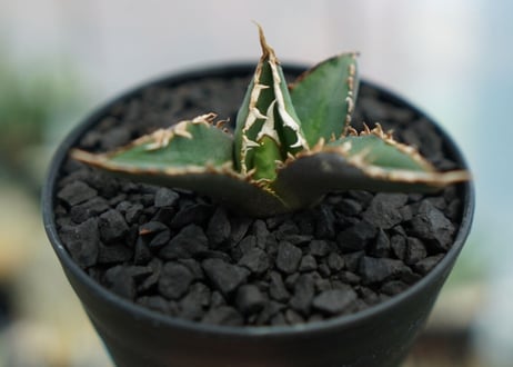 アガベ　チタノタ　狼人　agave titanota "狼人"　No.2