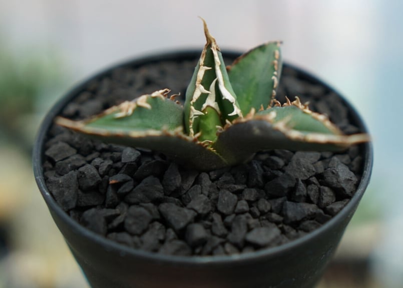 アガベ チタノタ 狼人 agave titanota 