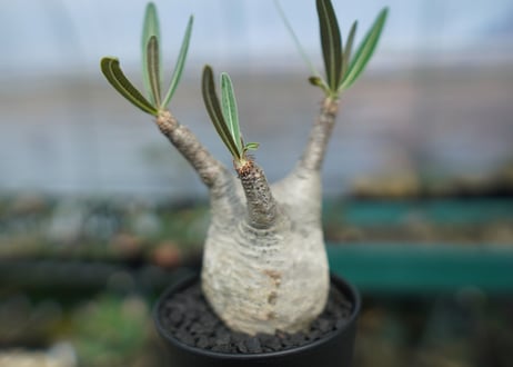 パキポディウム　グラキリス　 Pachypodium Gracilius  No.1
