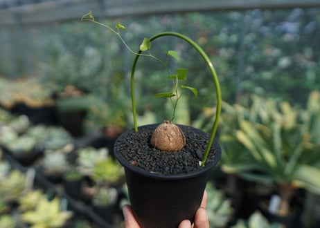 亀甲竜　Dioscorea elephantipes No.10