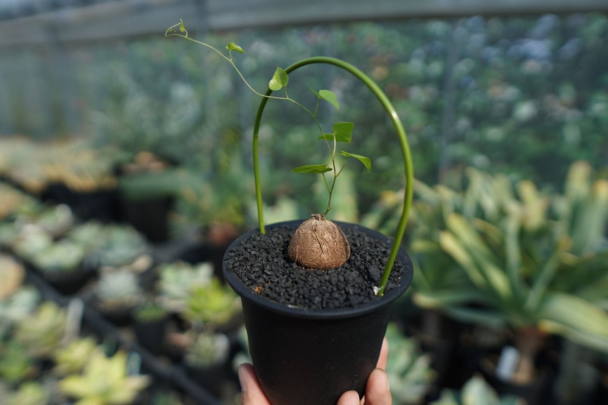亀甲竜 Dioscorea elephantipes 亀甲竜 Dioscorea elephantipes No.10 | mana's farm:
