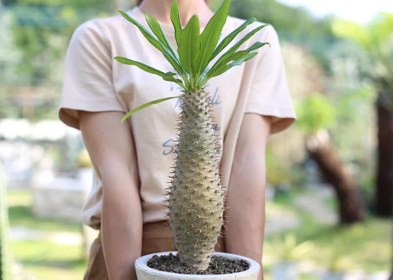 【大株】パキポディウムラモスム 国内実生 塊根植物 サボテン 大株】パキポディウムラモスム 国内実生 塊根植物 サボテン