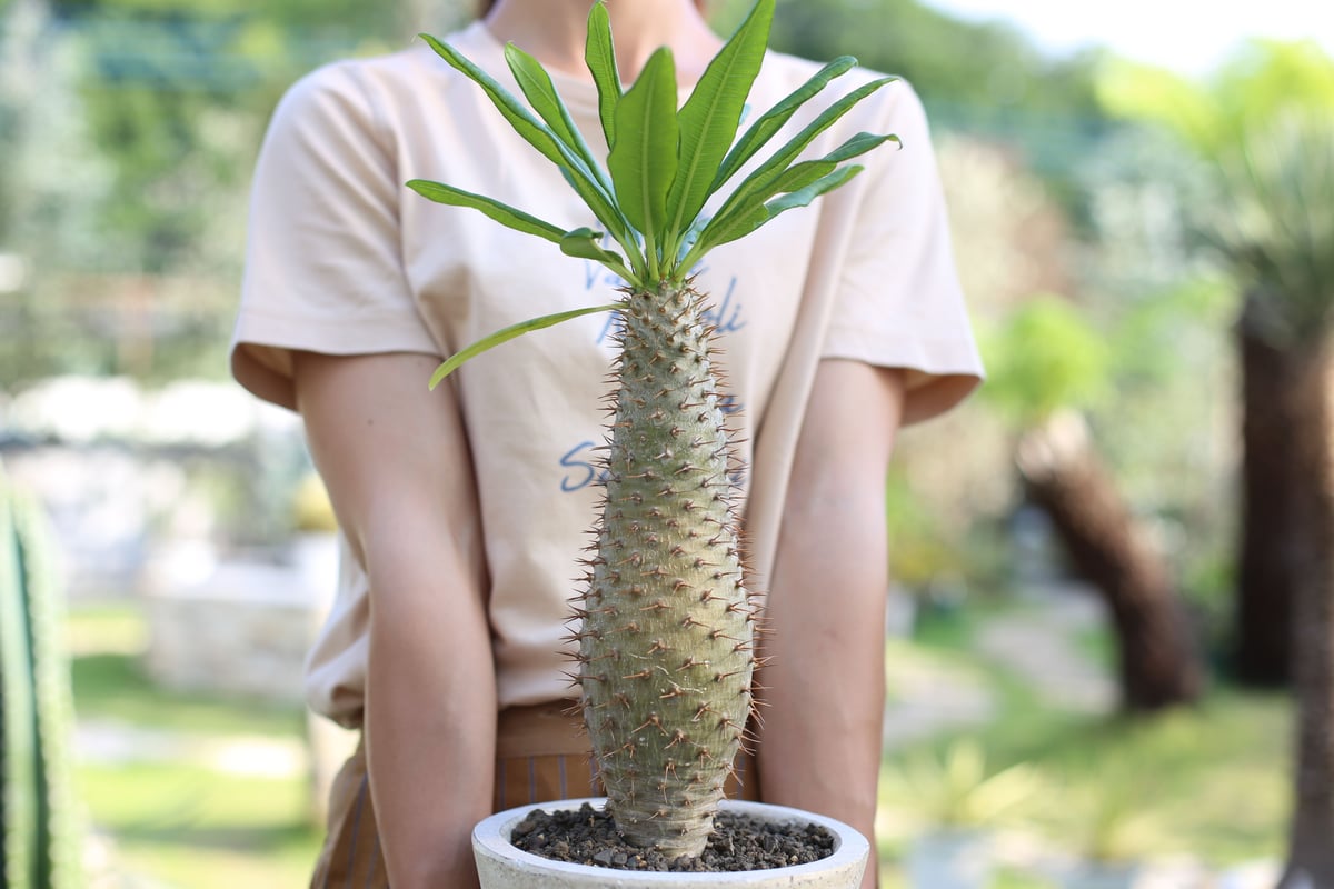 パキポディウム・ラモスム パキポディウム ラモスム | mana's farm:塊根植物・アガベ・ドライ