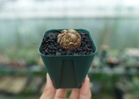 亀甲竜　Dioscorea elephantipes　No.4