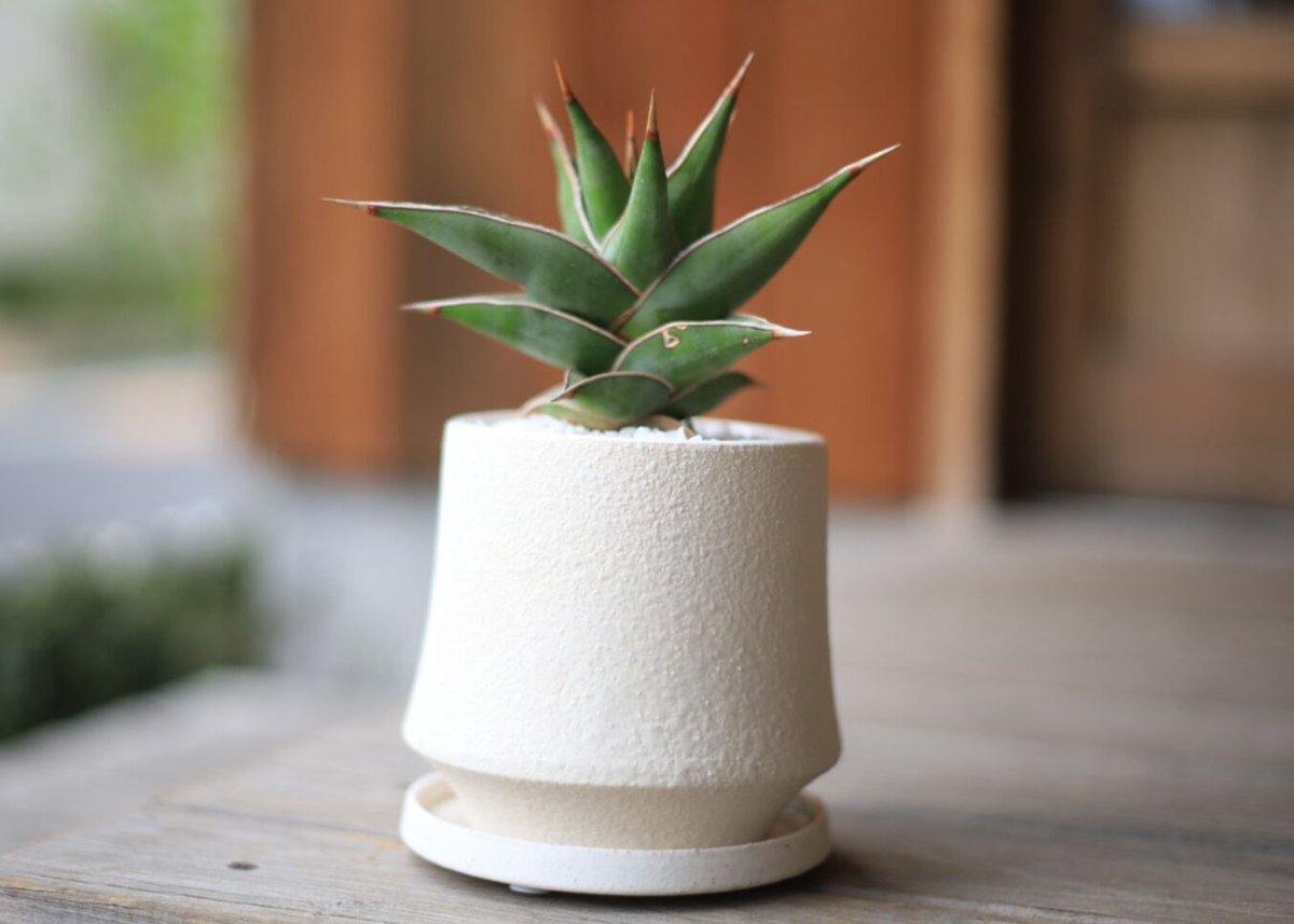 サンスベリア ピンクイキュラ Sansevieria pinguicula | mana's