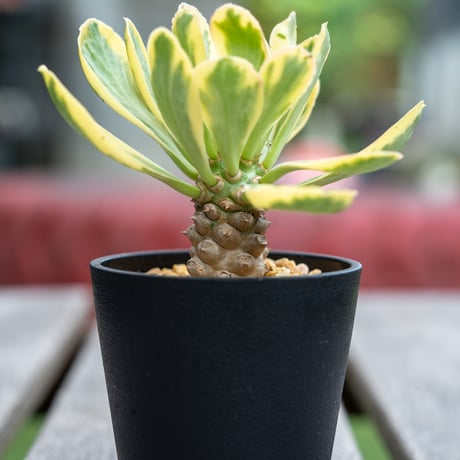 ユーフォルビア　クラビゲラ　2頭 ユーフォルビア クラビゲラ 2頭 ユーフォルビア クラビゲラの通信販売