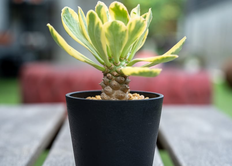 ユーフォルビア ポイゾニー錦 NO.4 | mana's farm:塊根植物・アガベ