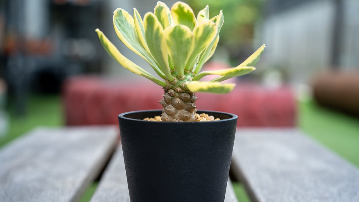 ユーフォルビア　サピニー×ベネフィカ　実生　塊根 fit=scale-down,w=1200