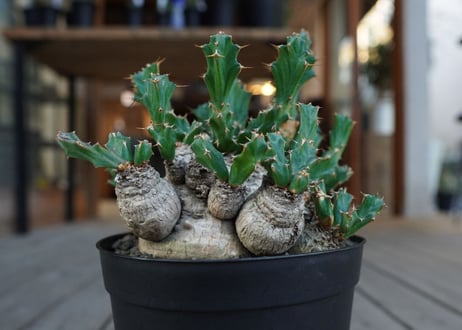 ユーフォルビア　クラビゲラ　Euphorbia clavigera
