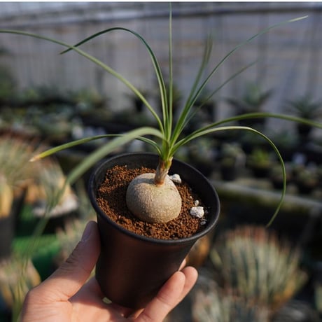 ボーカルネアグラキリス　大株　発根済 fit=scale-down,w=1200