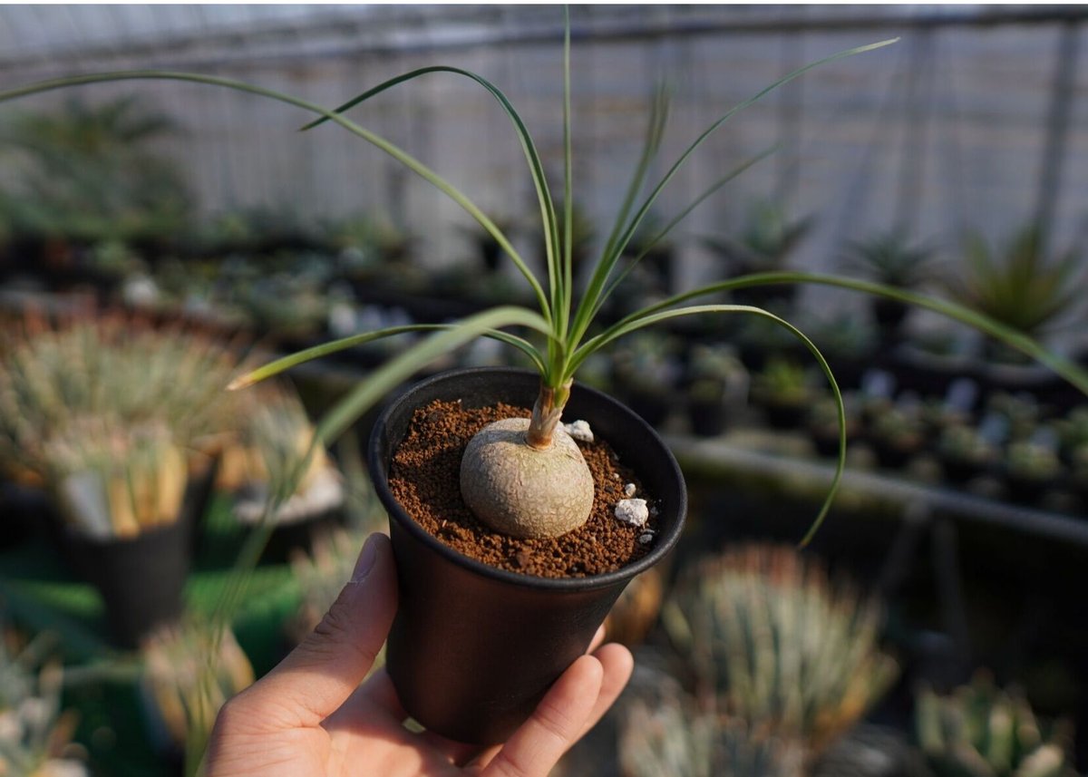 ボーカルネアグラキリス　大株　発根済 Beaucarnea gracilis【ボーカルネア・グラキリス】 | RIMO'S GREEN