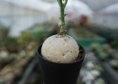 ヤトロファ　錦珊瑚　Jatropha cathartica
