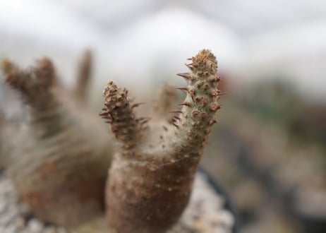 パキポディウム　マカイエンセ　Pachypodium Makayense　NO.2