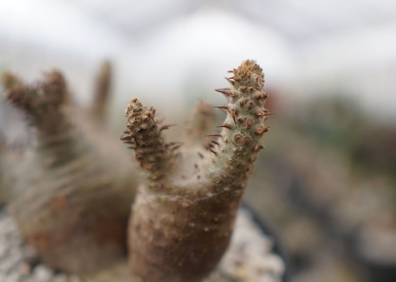 パキポディウムマカイエンセ　お得な2株 パキポディウム マカイエンセ Pachypodium makayense No.2 | man