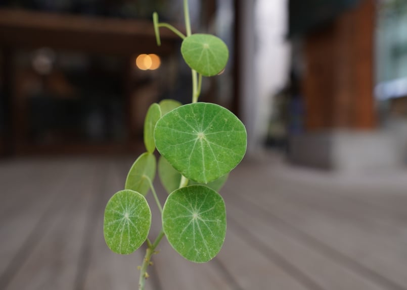 ステファニア エレクタ 丸株 美株 Stephania erecta 塊根植物 ステファニア エレクタ Stephania erecta | mana's farm:塊根植物