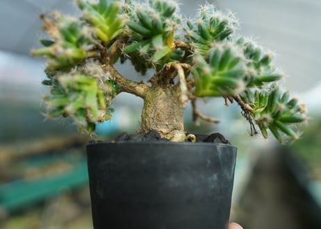 トリコディアデマ　デンサム　Trichodiadema densum  No.1