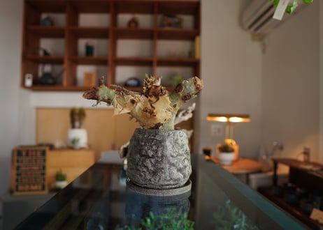 コミフォラ カタフ ターカネンシス 　Commiphora kataf ver.turkanensis