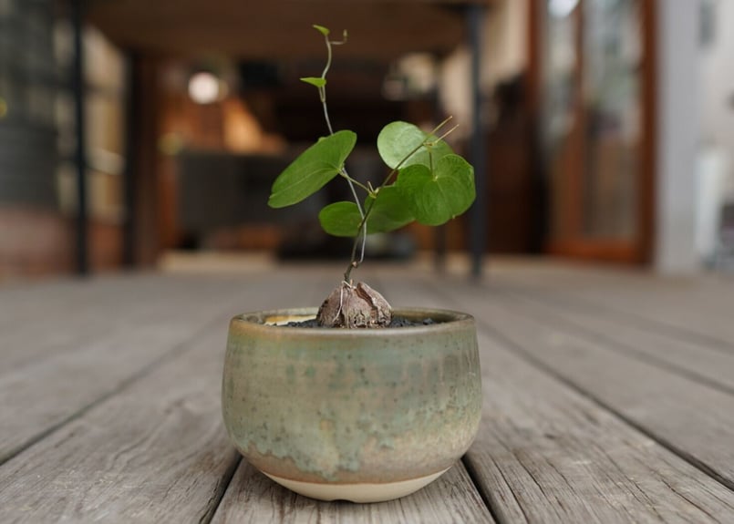 亀甲竜 ”塊根植物スターターセット” NO.2 | mana's farm:塊根植物