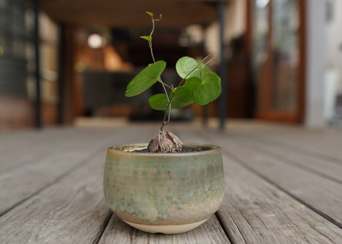 亀甲竜2 fit=scale-down,w=1200