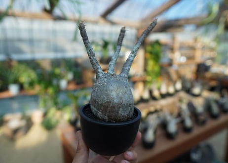 【未発根】パキポディウム　グラキリス　 Pachypodium Gracilius  No.5