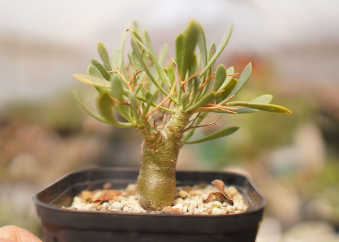 オトンナ ユーフォルビオイデス NO.1 | mana's farm:塊根植物