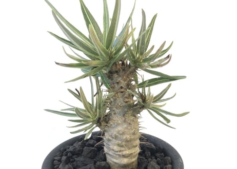 パキポディウム　グラキリス　国内実生 　№4