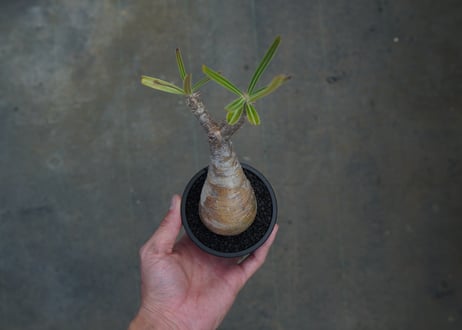 パキポディウム　グラキリス　 Pachypodium Gracilius  No.10