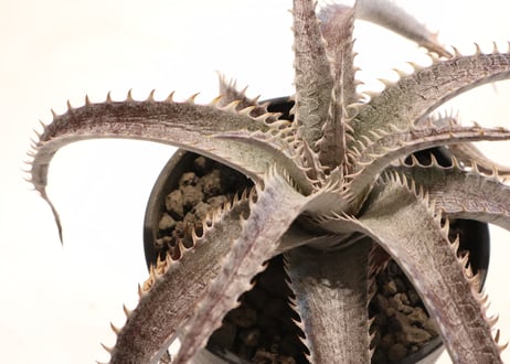 Dyckia ML Red X T-Rex