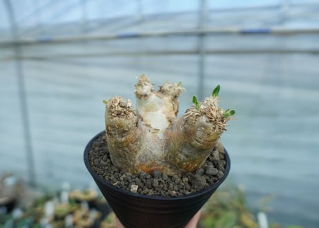 パキポディウム　エブレネウム　Pachypodium eburneum　No.2