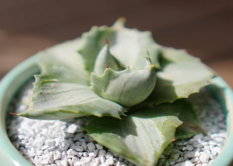 アガベ 王妃雷神錦 Agave potatorum 'Ouhi Raijin'