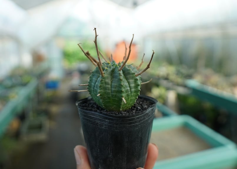ユーフォルビア スーパーバリダ Euphorbia super valida No.5 |