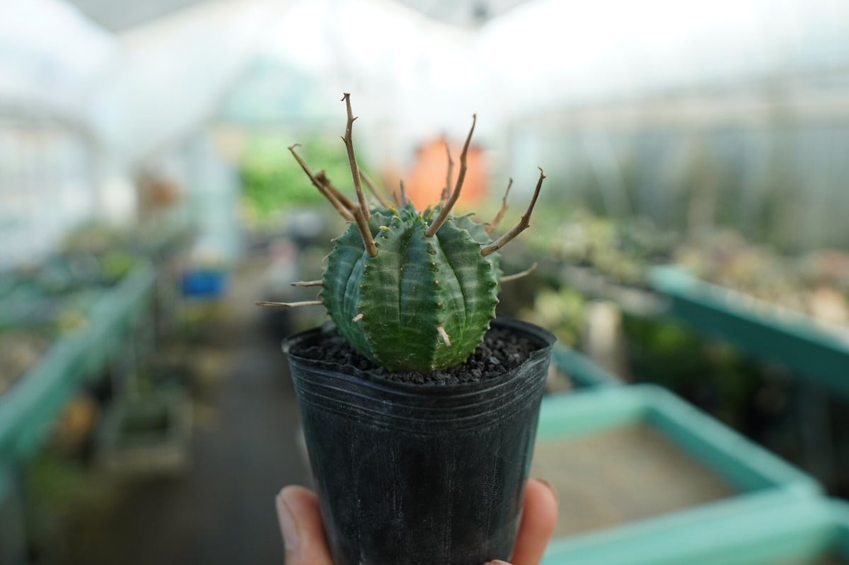 ユーフォルビア スーパーバリダ Euphorbia super valida No.5 |