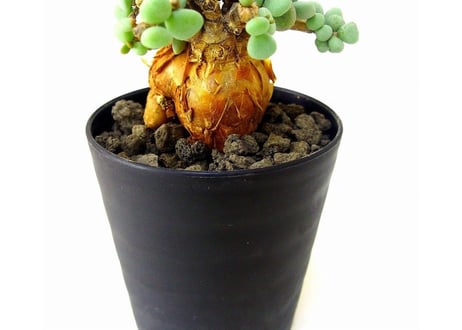 Ceraria pygmaea ケラリア・ピグマエア  №6