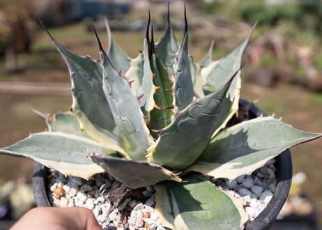 Agave parrasana 'Impressionist'　カキコ