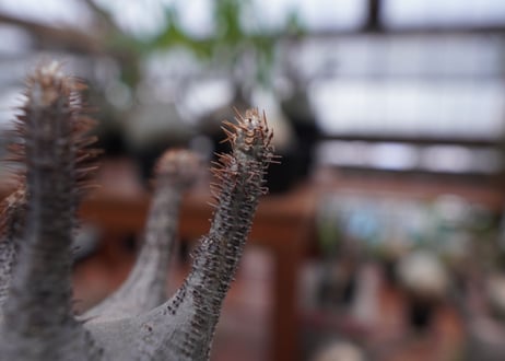 パキポディウム　グラキリス　Pachypodium gracilius　抜き苗　№172