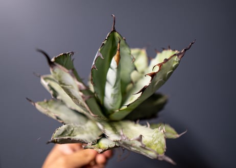 Agave titanota Agave B&B No.7