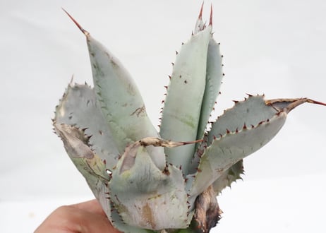 Agave pygmaea 'Dragon Toes' PUP no.2