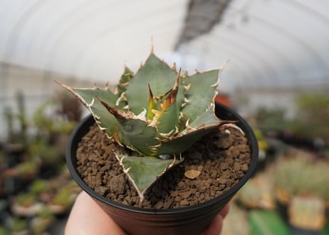 agave oteroi oaxaca　NO.2