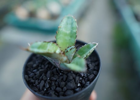 アガベ　チタノタ　 ブラックアンドブルー 　Agave titanota black and blue　子株