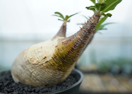 パキポディウム　グラキリス　 Pachypodium Gracilius  No.4