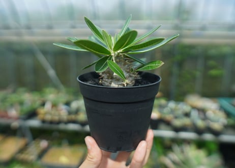 パキポディウム　恵比寿大黒　Pachypodium Densicaule　No.10