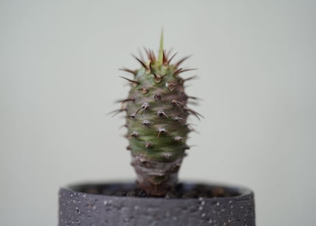 Euphorbia pachypodioides