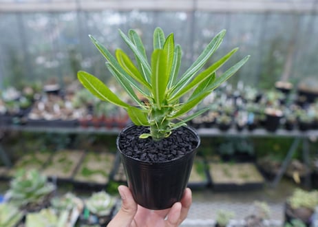 パキポディウム　アンボンゲンセ　Pachypodium ambongense　No.1