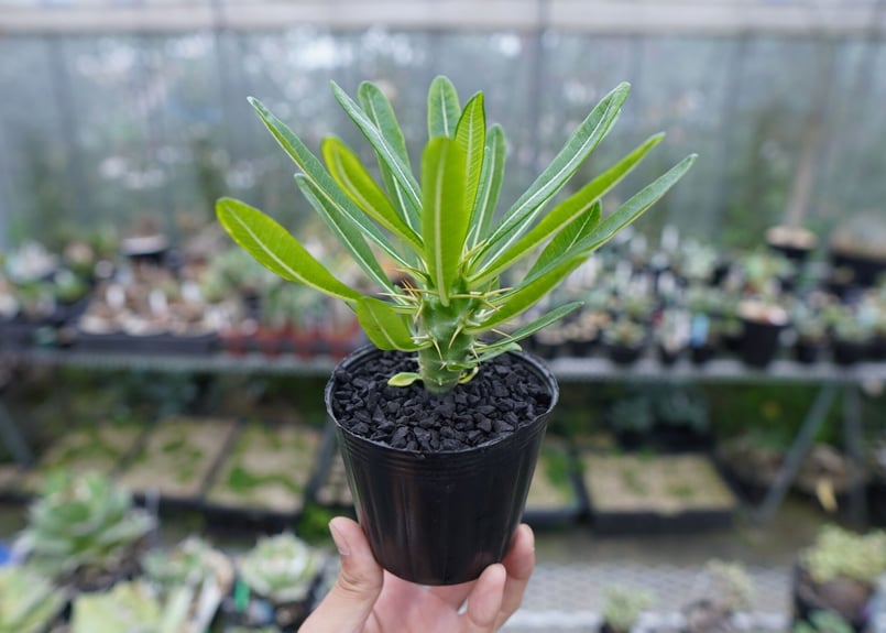 パキポディウム アンボンゲンセ Pachypodium ambongense No.1 | m